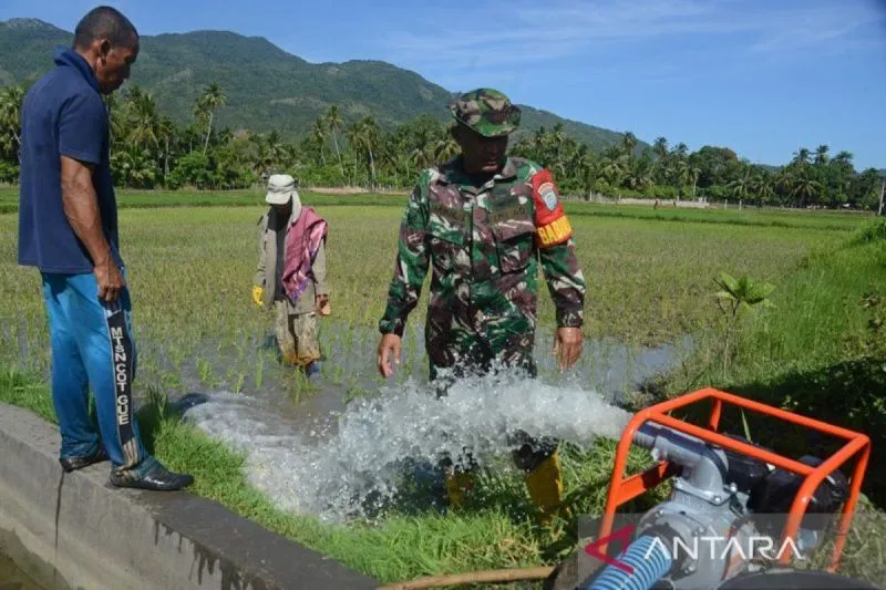 Faktor El Nino, 538 hektar sawah di Aceh Besar kekeringan