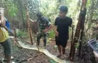 Jasad Sariati, warga Sulawesi Selatan ditemukan didalam perut ular piton sepanjang 8 meter