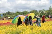 Ekowisata Taman Bunga Celosia di Aceh Jaya serasa di negeri Belanda