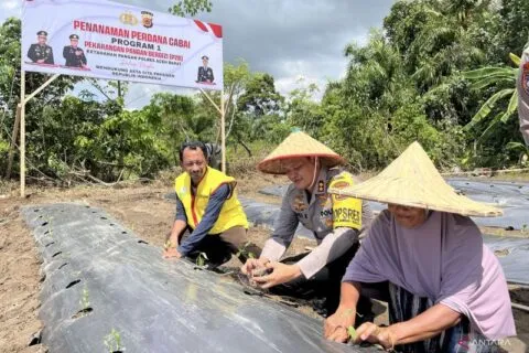 Dukung program Asta Cita Presiden Prabowo Subianto, Polres Aceh Barat tanam cabai