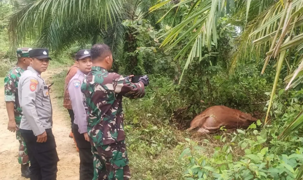 Sapi milik Zakaria warga Aceh Timur mati diduga dimangsa harimau