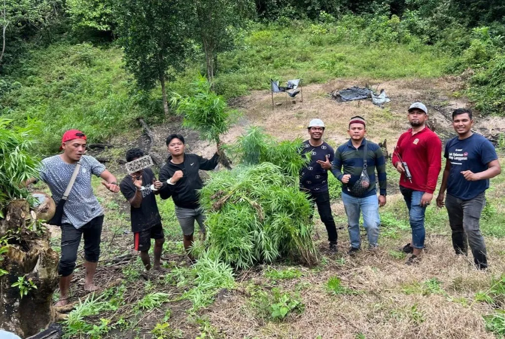 Warga Aceh Besar ditangkap atas kepemilikan 700 batang ganja