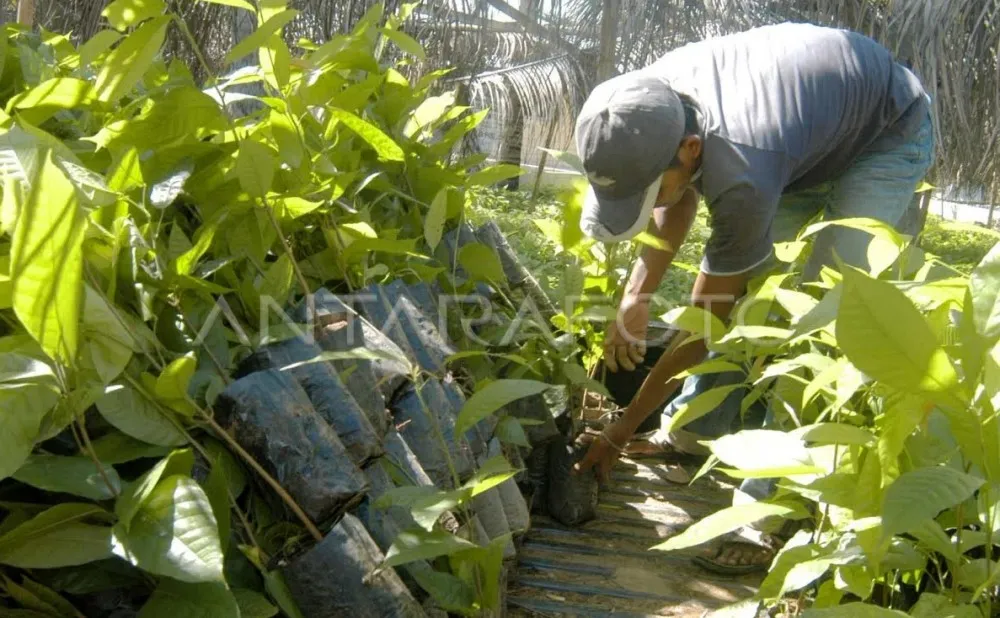 Dinas Perkebunan Pidie Jaya peroleh bantuan APBN kembangkan 100 hektar lahan kakao