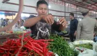 Di Banda Aceh, harga cabai merah turun, di proyeksi naik jelang ramadhan