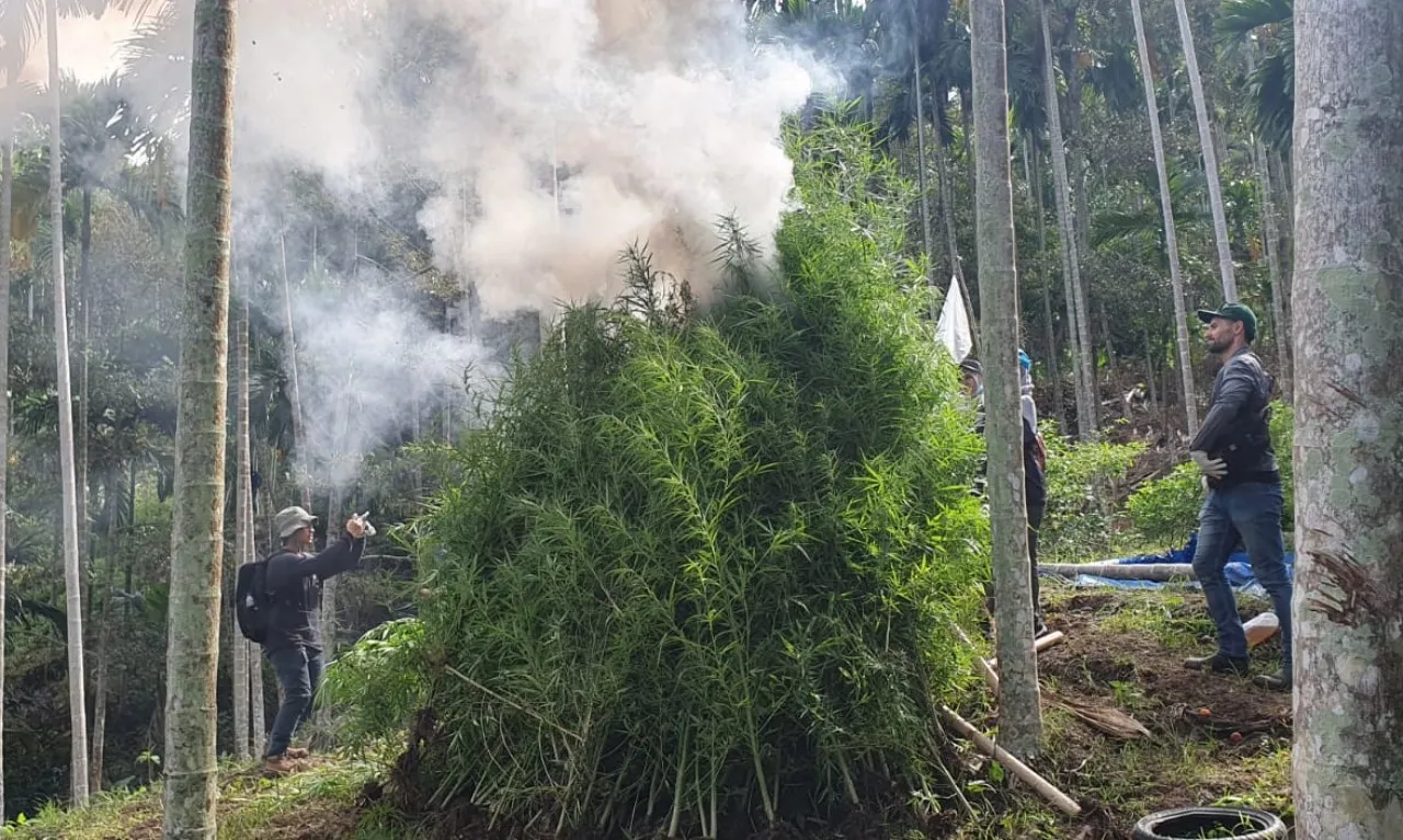 5,7 hektar kebun ganja di Aceh Utara dimusnahkan