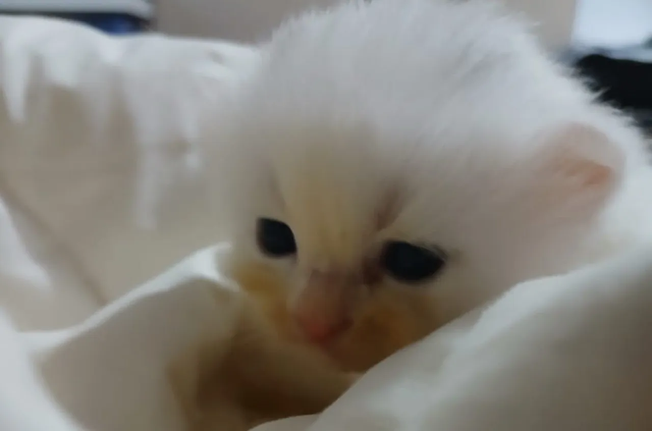 Tips Memilih Wet Food untuk Kucing yang Baru Lahir