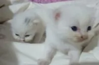 Jakarta hadapi persoalan kucing, 22 ribu ekor akan disterilisasi