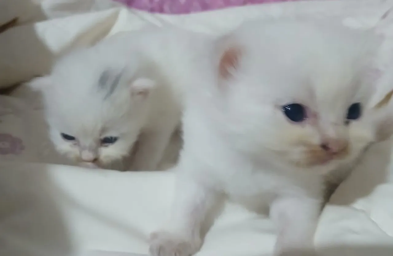 Jakarta hadapi persoalan kucing, 22 ribu ekor akan disterilisasi