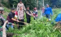 Polres Aceh Besar musnahkan satu hektar ladang ganja di Lamteuba
