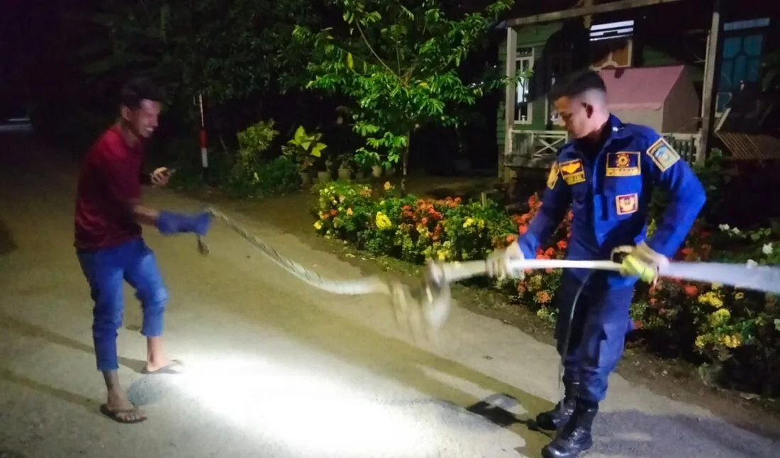 Ular piton sepanjang tiga meter mangsa ternak warga di Aceh Besar, ditangkap petugas Damkar