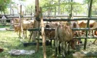 Pemkab Pidie Jaya salurkan 121 hewan kurban