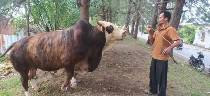 Sapi Prabowo seberat 870 kilogram untuk Masjid Iskandar Muda Banda Aceh