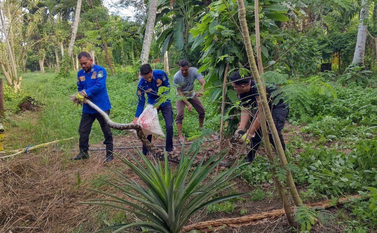 Ular piton 3 meter masuk rumah, warga panggil petugas Damkar Aceh Besar
