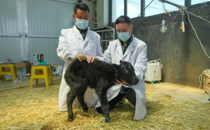 Seekor sapi jenis Yak hasil kloning berhasil lahir di China