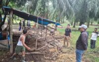 Curi 4 sapi, mahasiswa di Labuhanbatu Utara diciduk polisi