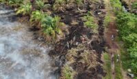 Ratusan hektar kebun sawit di Bakongan Aceh Selatan terbakar