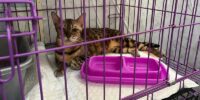 Herme, kucing Eko Patrio yang jadi korban penjarahan alami stres