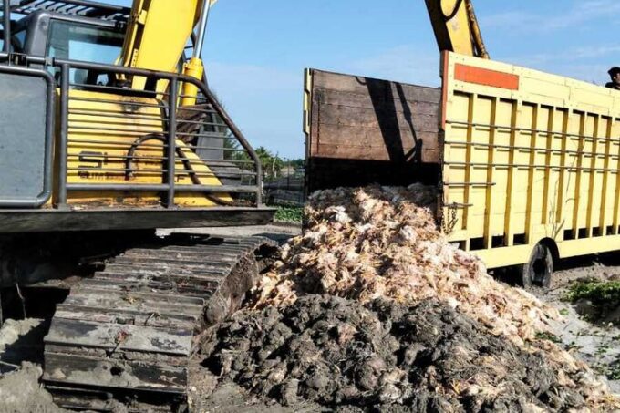 Listrik padam tiga hari, peternak di Aceh Barat Daya rugi Rp800 juta