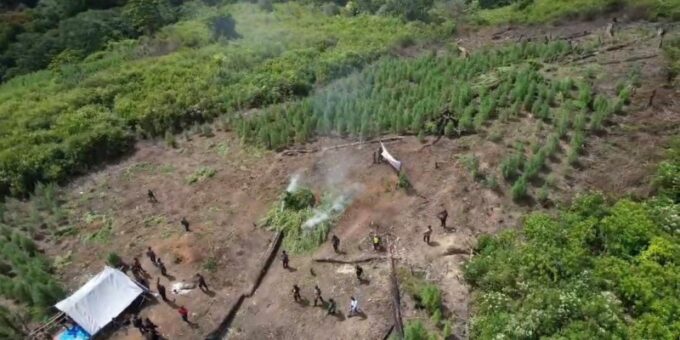 Bareskrim Polri musnahkan 51,75 hektar kebun ganja di Gayo Lues Aceh