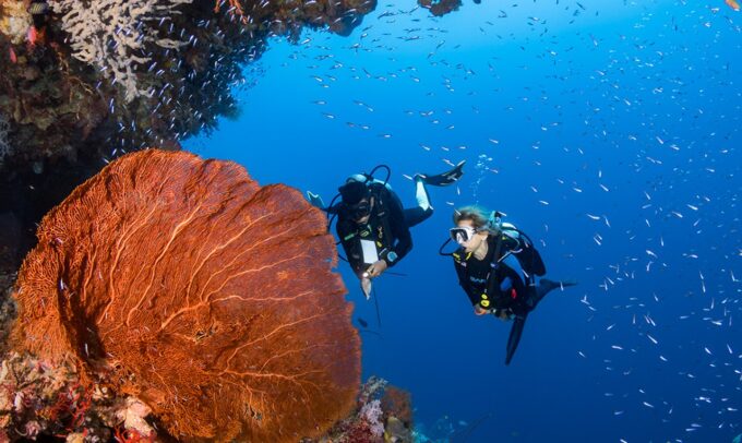 Wakatobi, surga diving kelas dunia