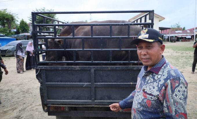 Bantuan Meugang Prabowo, Bupati Pidie Jaya beli 245 ekor sapi