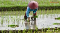 Program Makan Bergizi Gratis Dongkrak Pendapatan Petani
